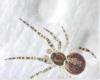 Theridion sp.